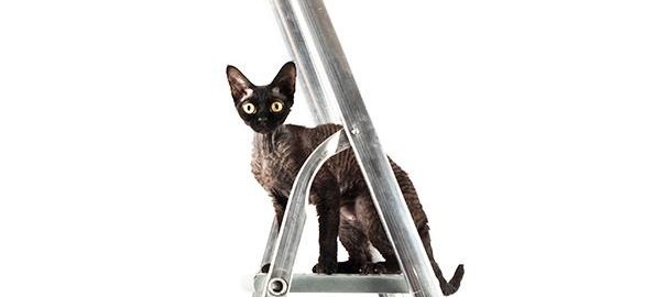 black-cat
